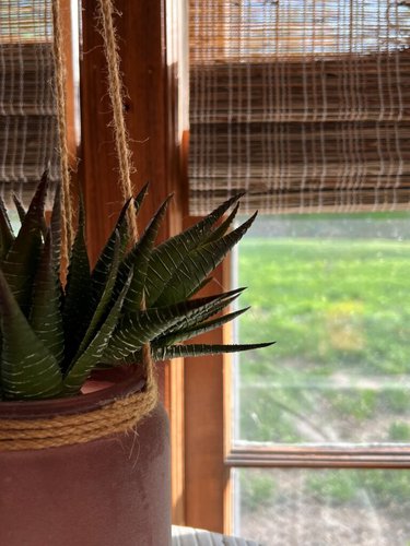 natural woven blinds with plant in view